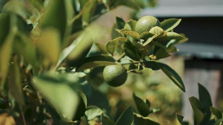 Hojas y limones verdes de un limonero con la luz de la mañana