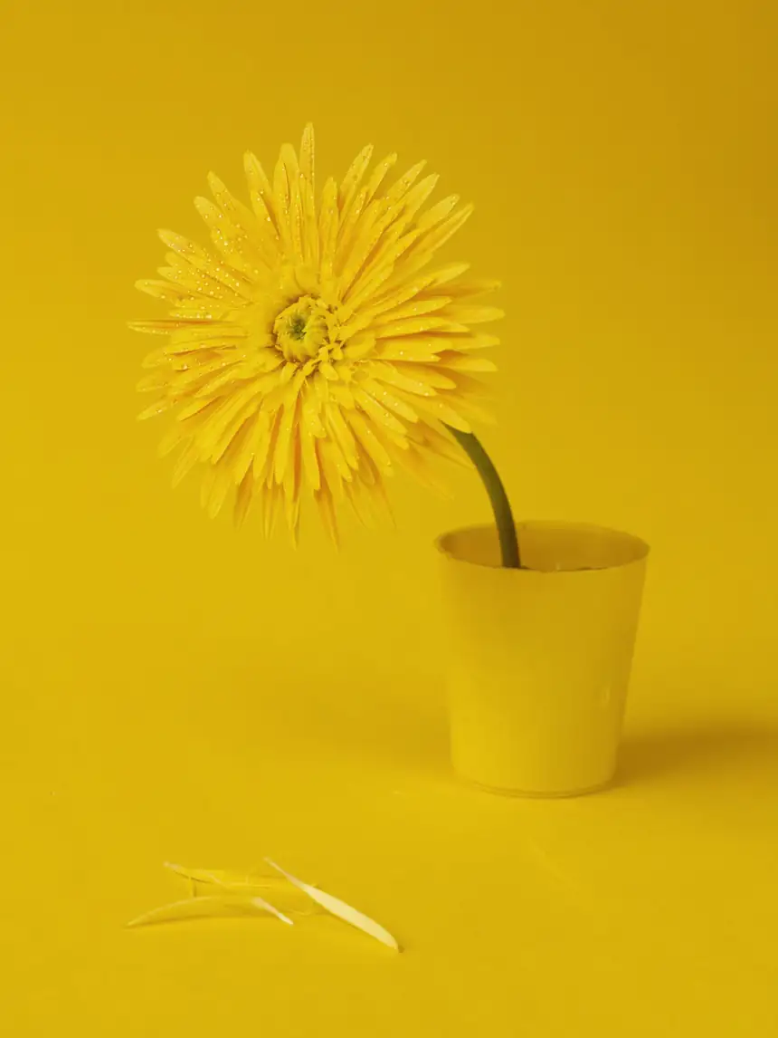 Una gerbera amarilla en un vaso amarillo sobre un fondo amarillo