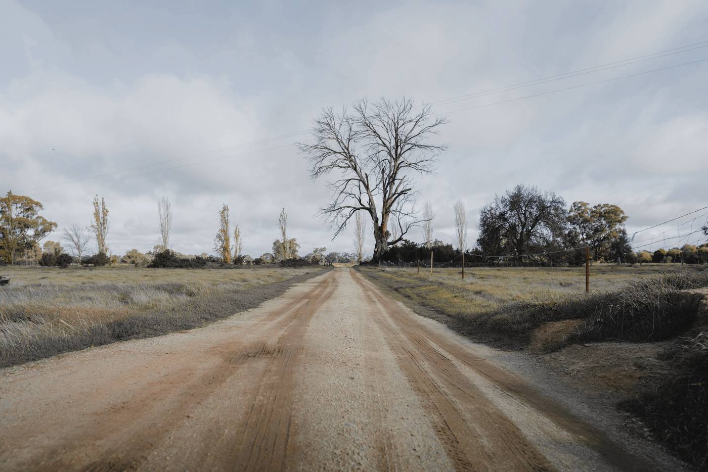 Un camino de tierra entre campos secos, con un árbol sin hojas al fondo