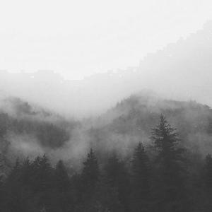 Bosque entre la niebla en blanco y negro