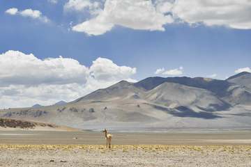 Llanura clara con un animal solitario y montañas al fondo