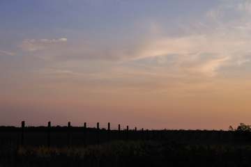 Cerca baja al fondo de un cielo rosado