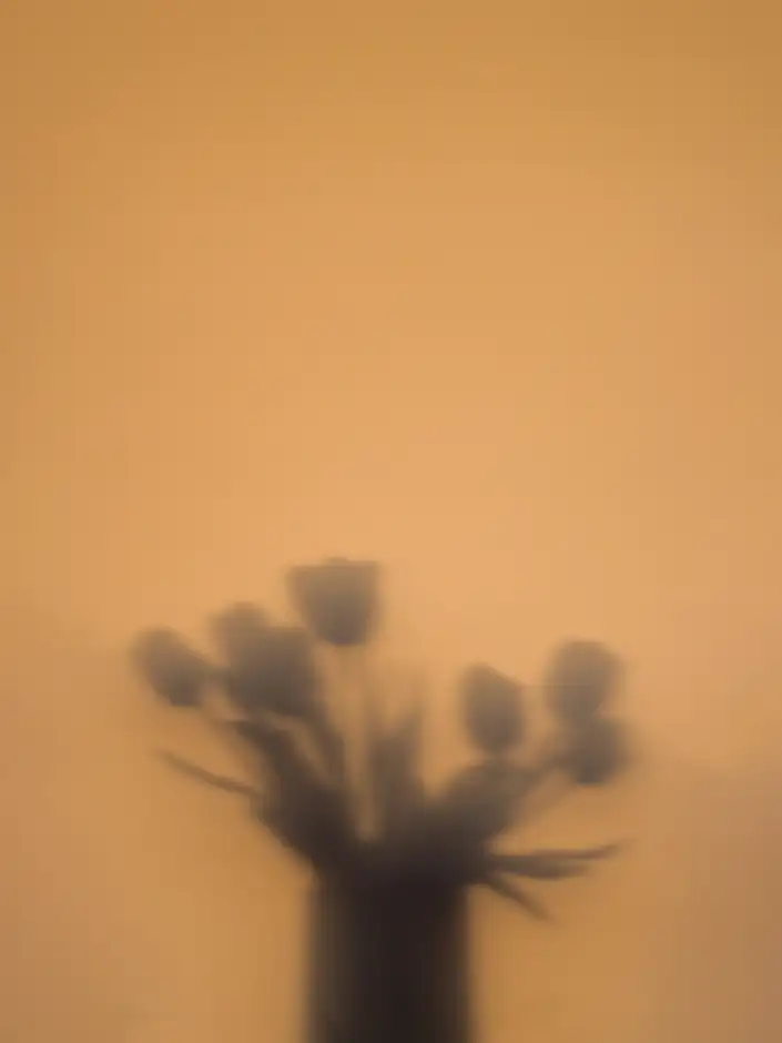 Sombra de un ramo de tulipanes sobre una tela color naranja