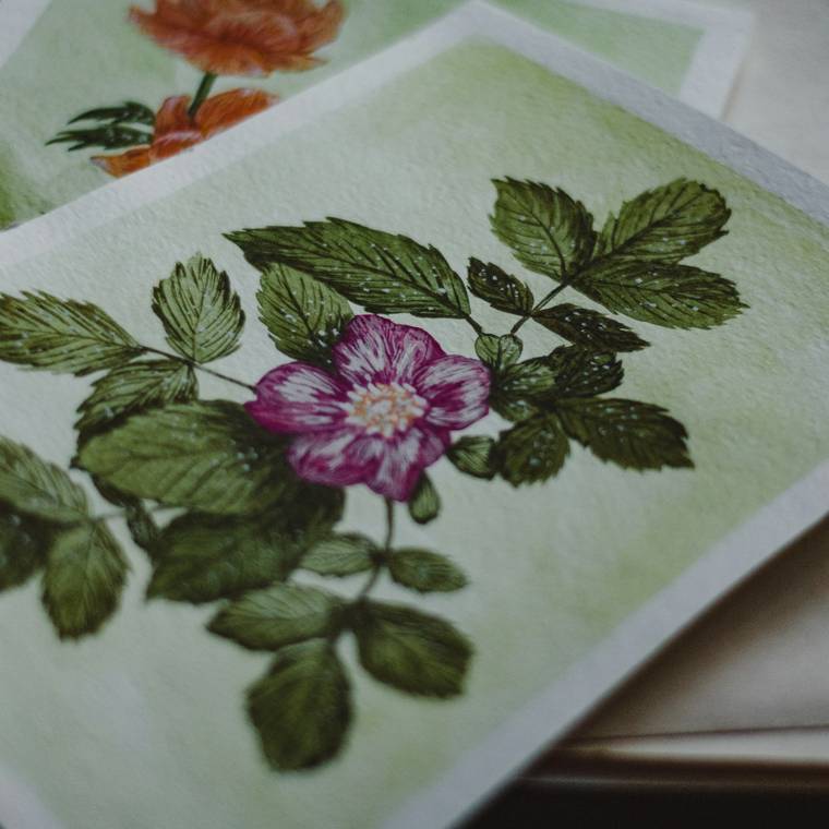 Carpeta de láminas botánicas para una editorial: acuarelas de flores y hojas sobre papel