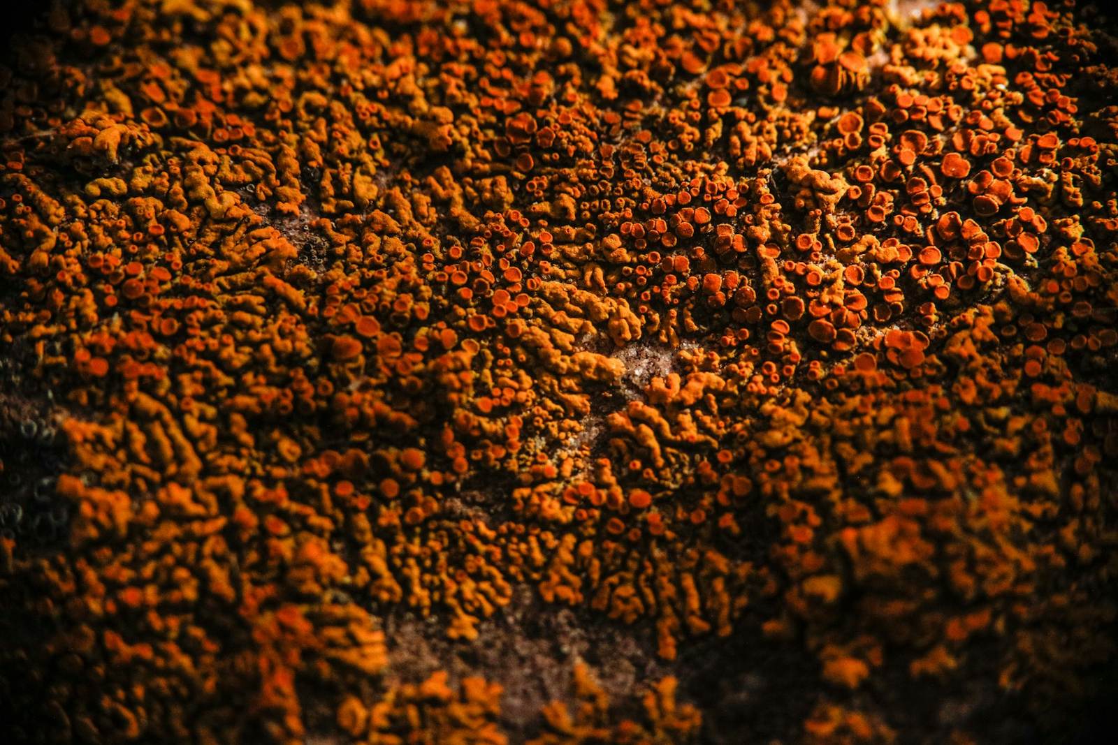 Liquen naranja en primer plano
