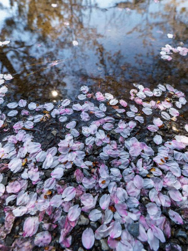 Pétalos rosados y violetas sobre el agua de un estanque, con el cielo reflejado