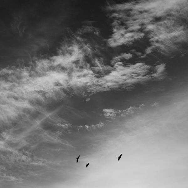 Cielo nublado con dos aves, en blanco y negro
