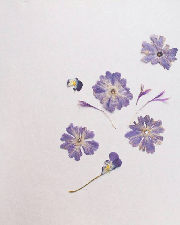 Flores moradas prensadas sobre papel blanco