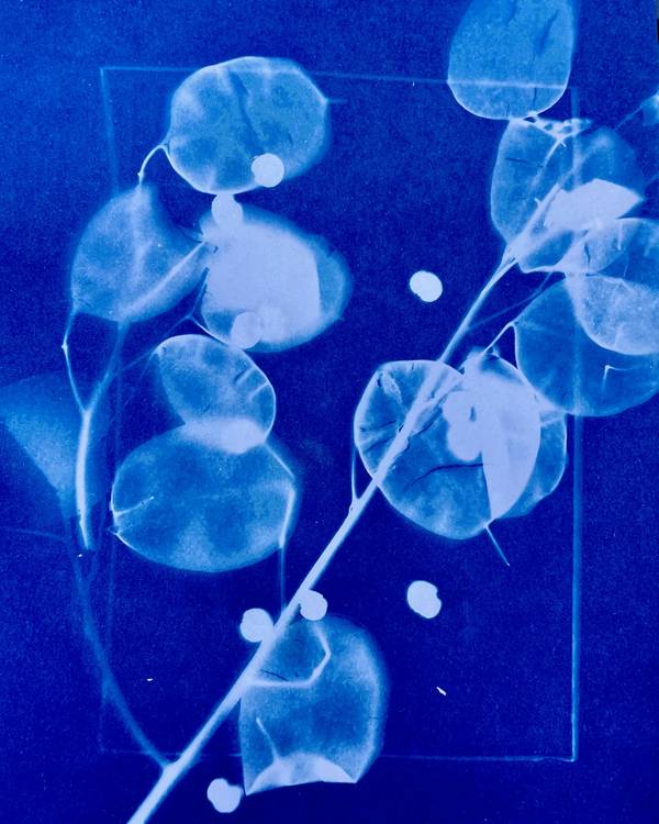 Cianotipia azul de una rama con hojas redondas