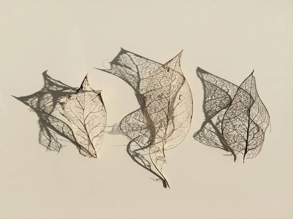 Tres hojas esqueletizadas sobre papel beige
