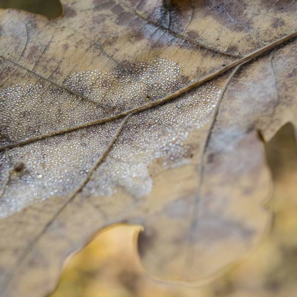 Hoja de roble seca con sus nervaduras