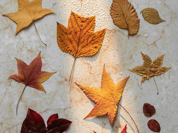 Hojas de otoño en naranjas y rojos dispuestas sobre papel