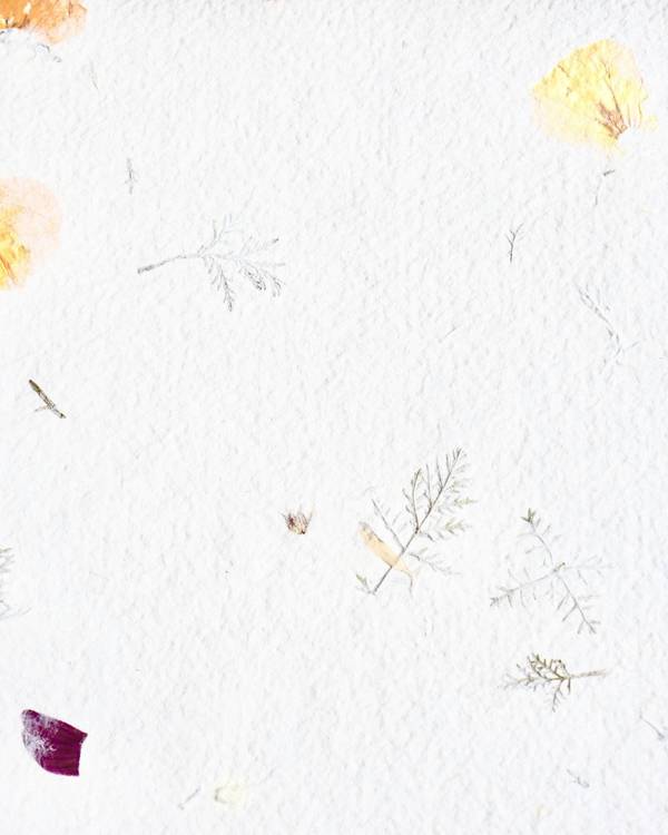 Papel blanco con pétalos secos incrustados