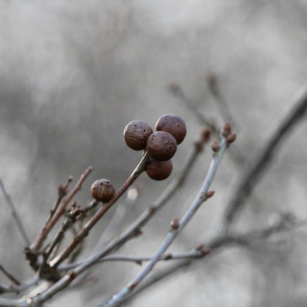 Ramas grises con frutos pequeños
