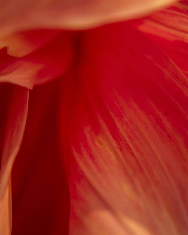 Detalle de un pétalo rojo de tulipán