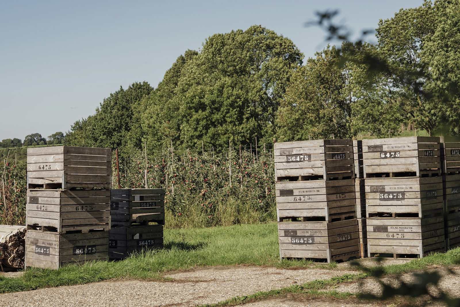Bins apilados entre las hileras del huerto