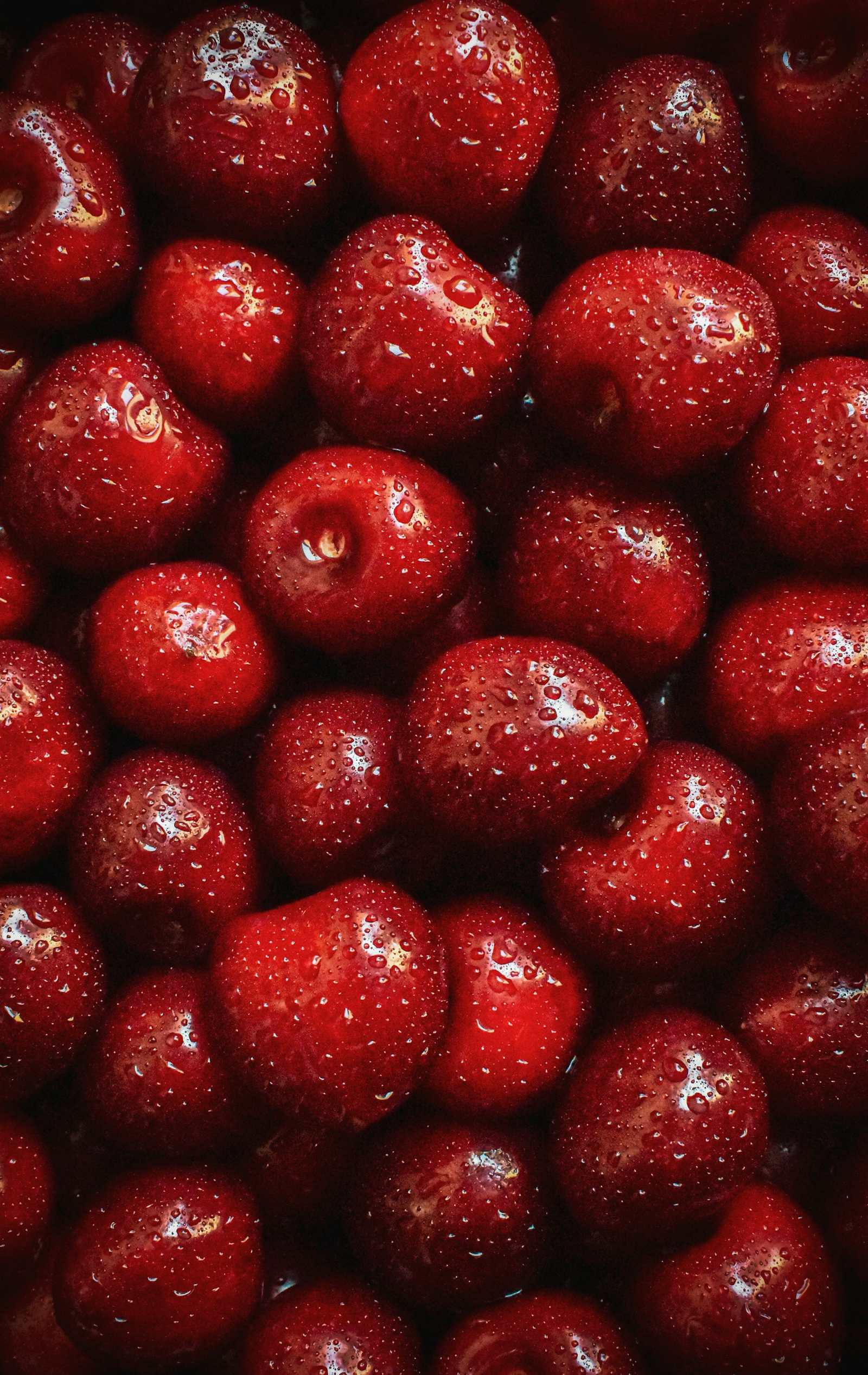 Cerezas recién cosechadas, con rocío
