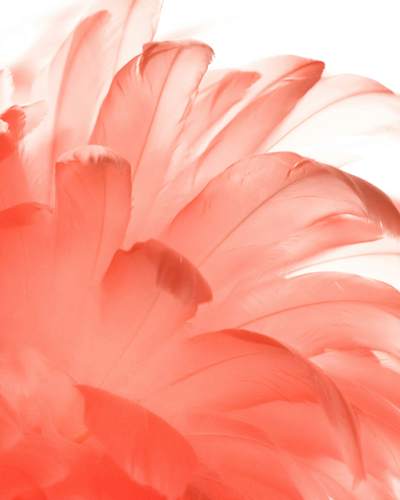Plumas de color coral sobre fondo blanco