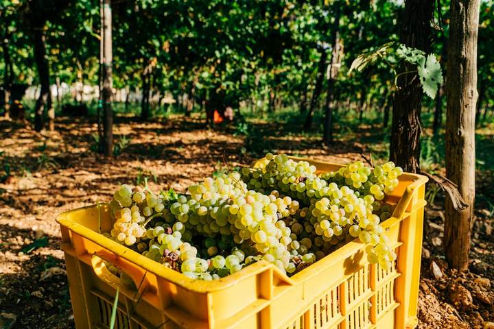 Uvas verdes en una caja amarilla