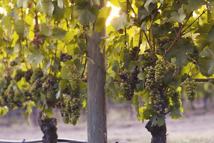 Racimos de uvas colgando de la vid