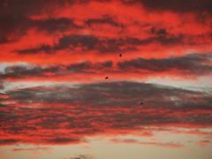 Nubes rojas y anaranjadas con aves pequeñas al atardecer