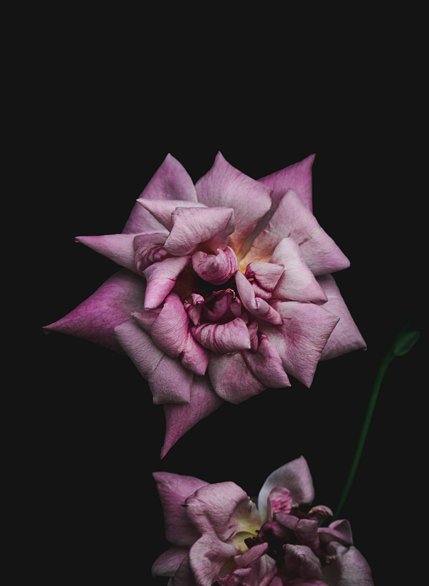 Dos rosas rosadas sobre un fondo negro