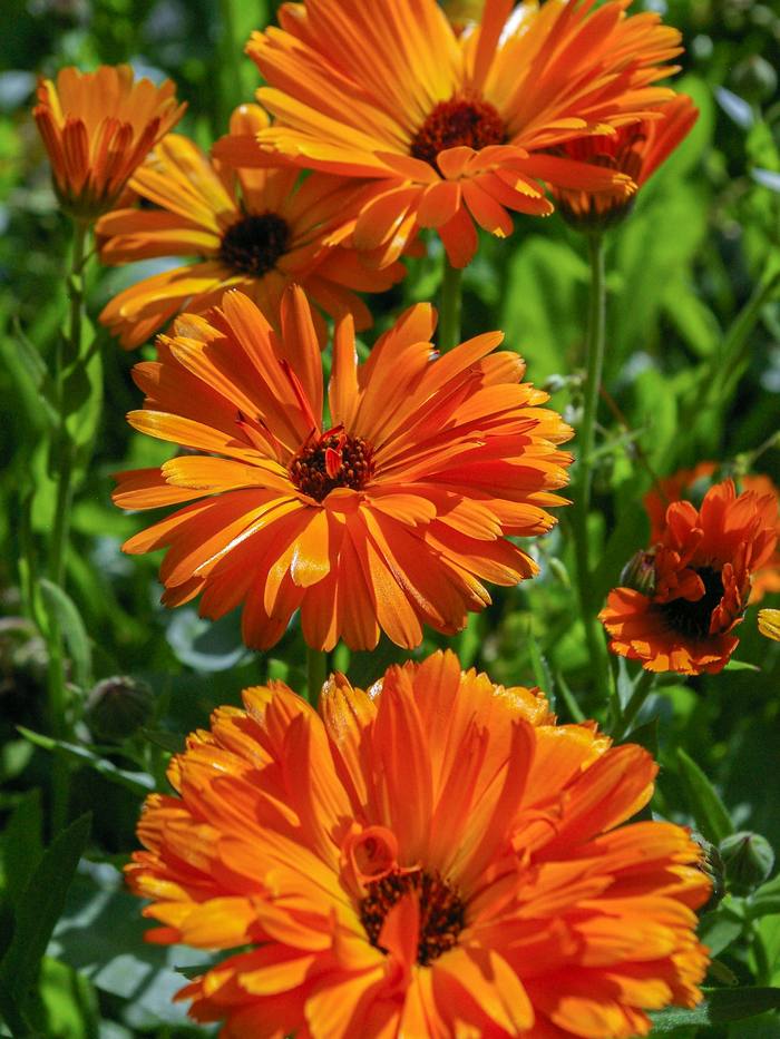 Flores de caléndula naranjas entre hojas verdes