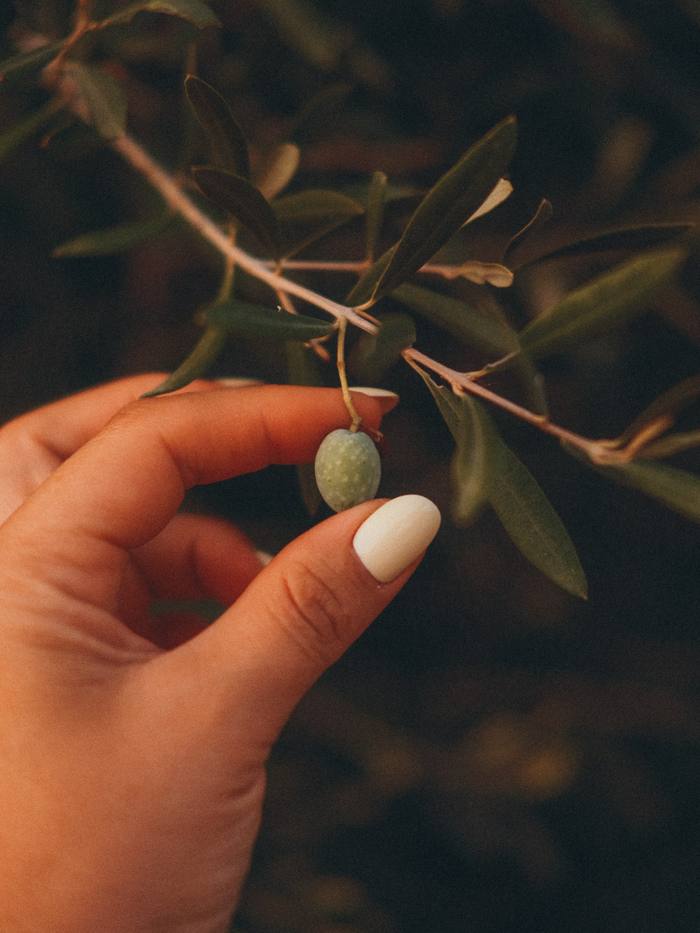 Una mano sostiene una aceituna en la rama de un olivo, con luz tenue