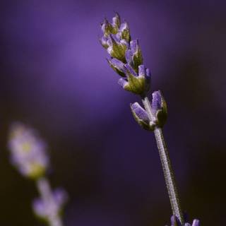 Espigas de lavanda con flores pequeñas, en tono rojizo