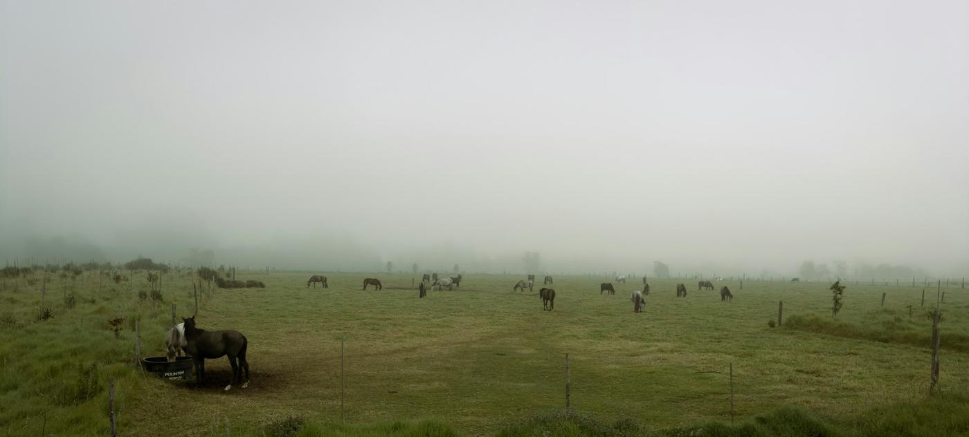 Potrero con bruma y animales a lo lejos