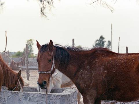 Dos caballos junto a un bebedero de piedra