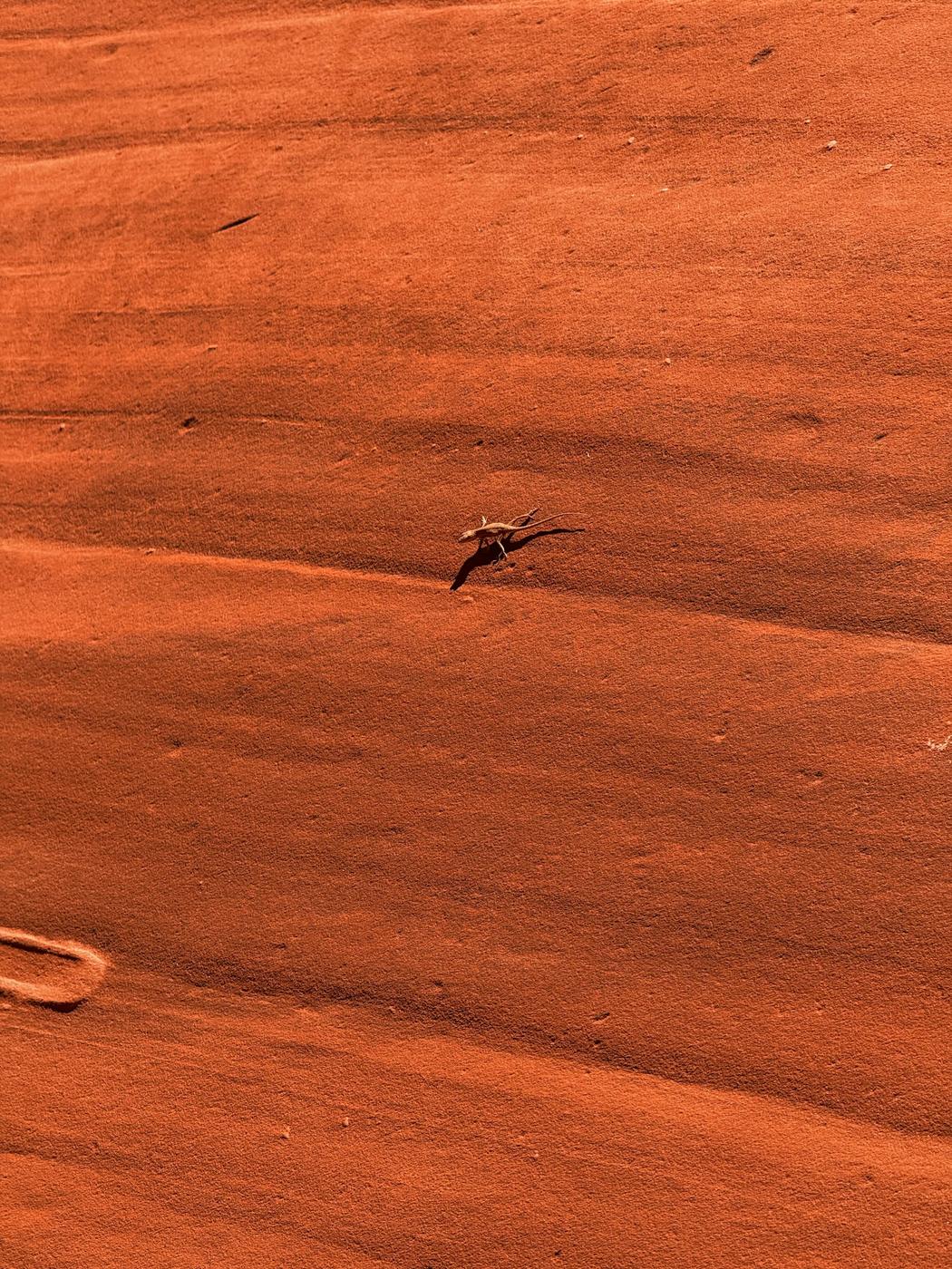 Un lagarto diminuto sobre una roca naranja