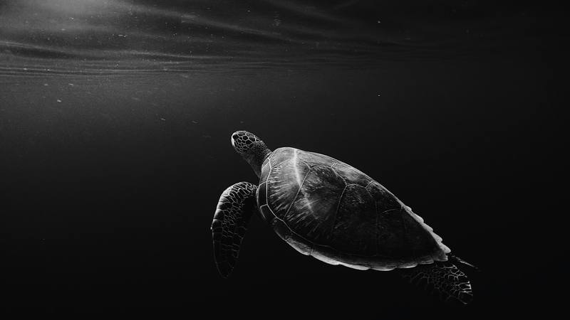 Tortuga nadando en aguas oscuras
