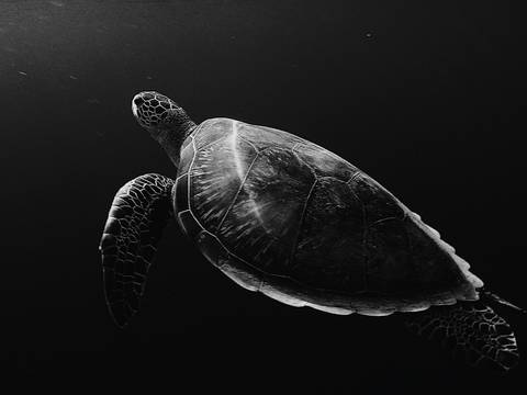 Tortuga nadando en aguas oscuras