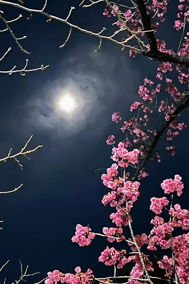 Cerezos rosados y la luna en el cielo nocturno