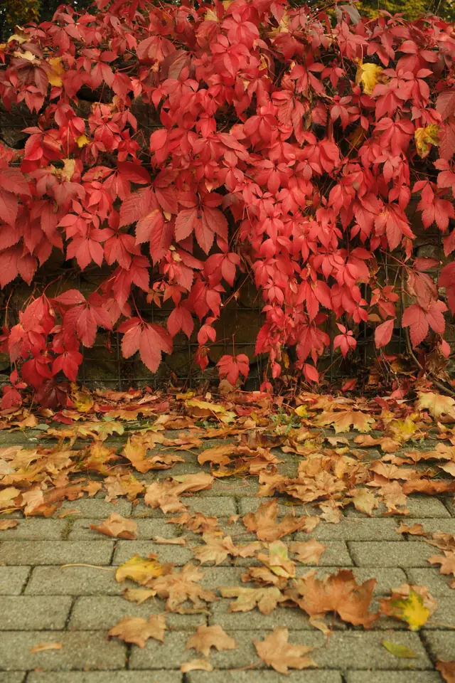 Hojas rojas de otoño sobre un muro y un camino de piedra