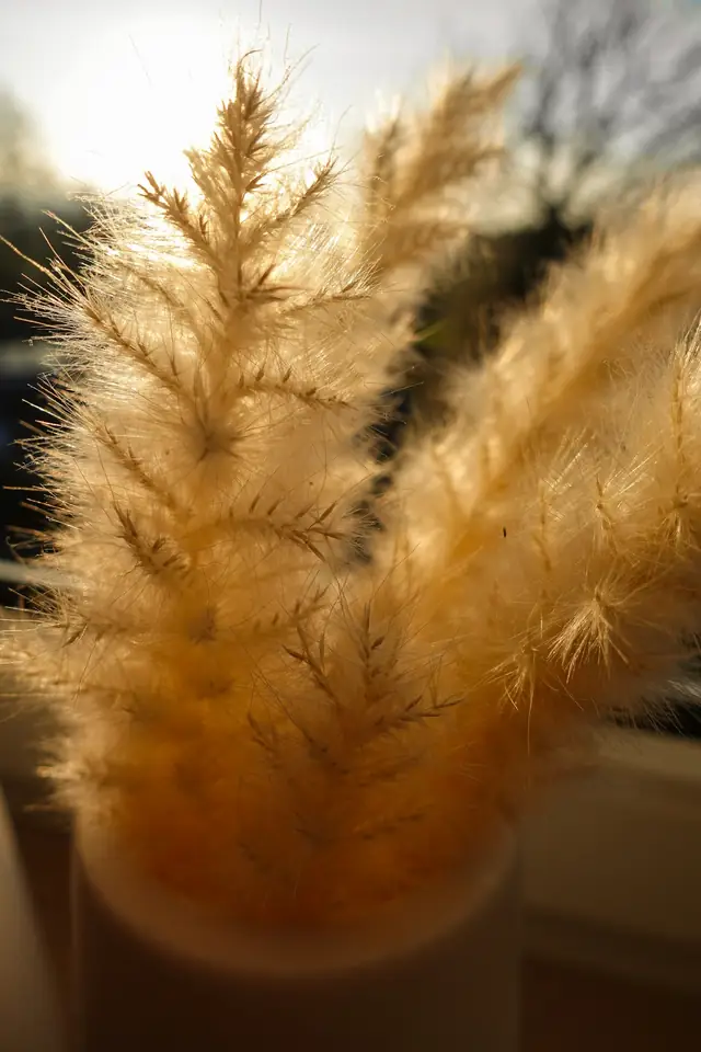 Plumas doradas de hierba de las pampas
