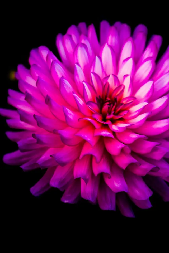 Dalia magenta sobre fondo negro