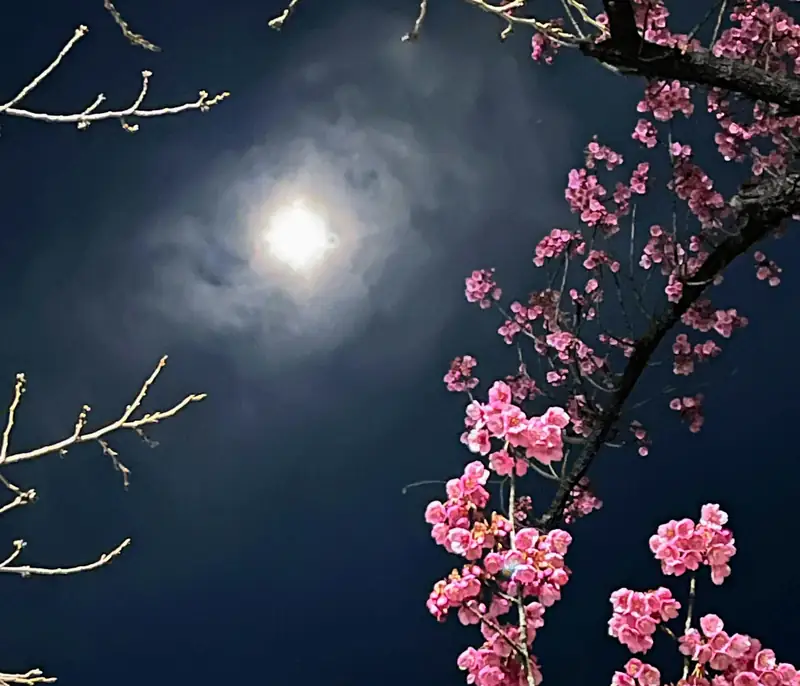Cerezos rosados y la luna en el cielo nocturno
