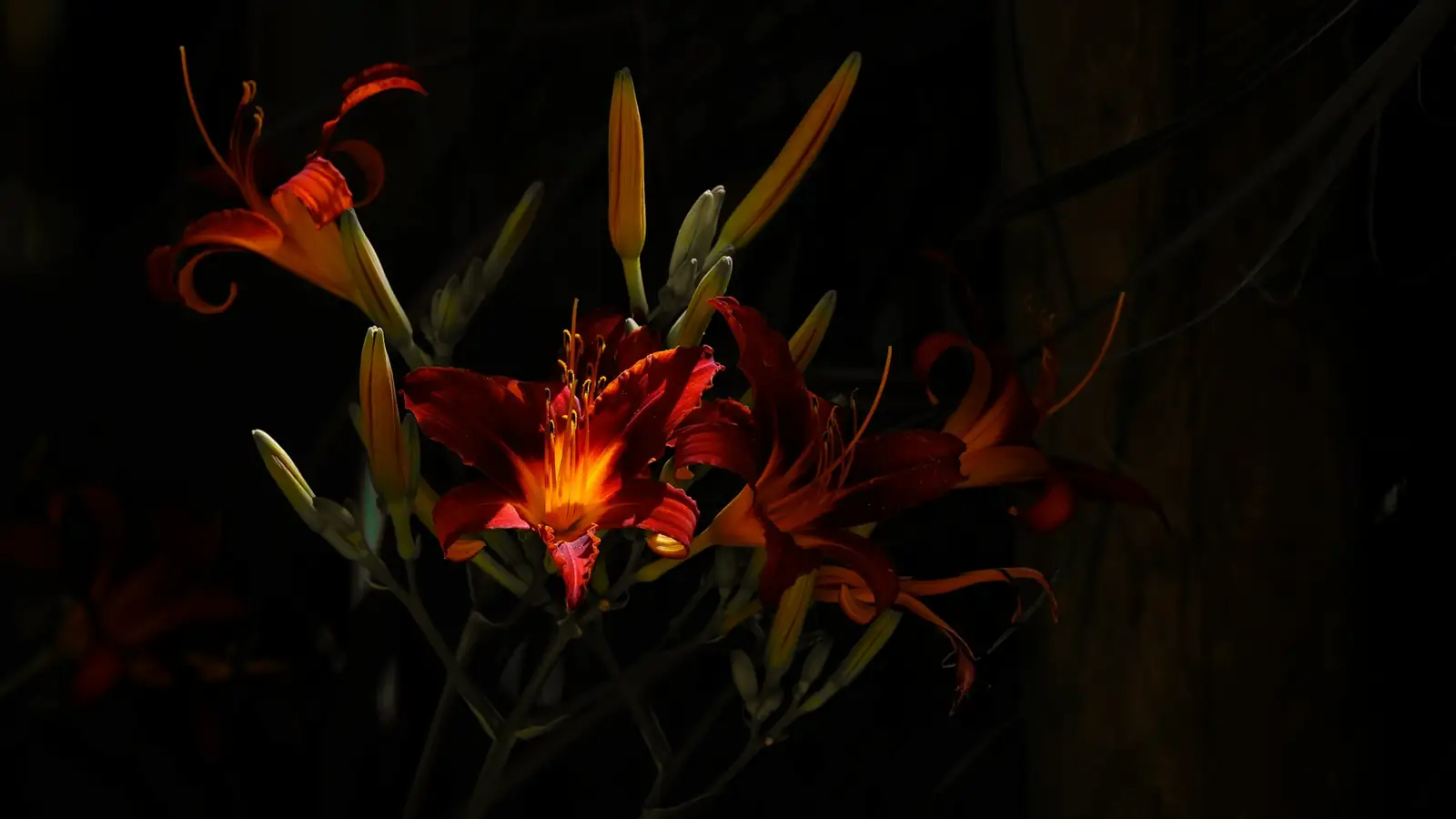 Lirios de día rojos en un jardín oscuro