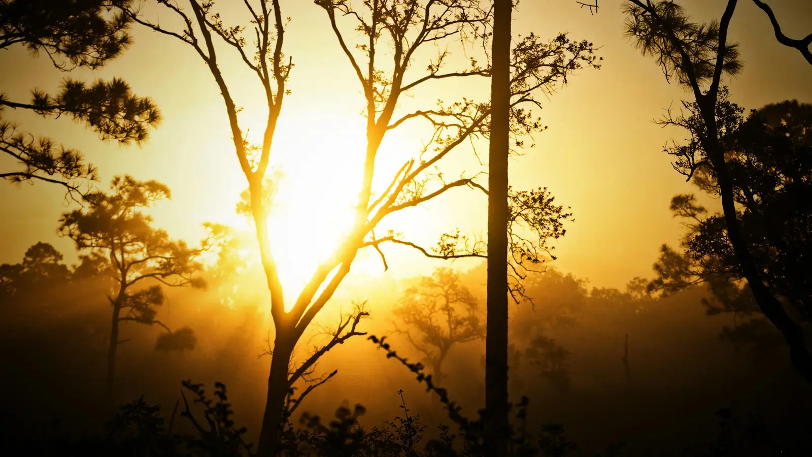 Ramas a contraluz con el sol dorado entre la niebla