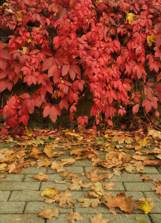 Hojas rojas de otoño sobre un muro y un camino de piedra