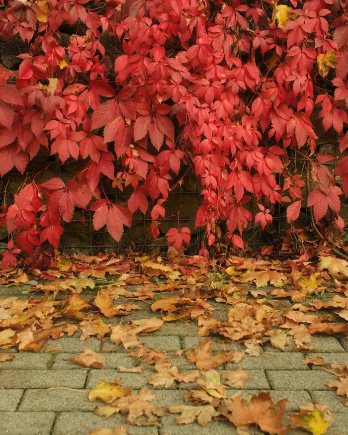 Hojas rojas de otoño sobre un muro y un camino de piedra