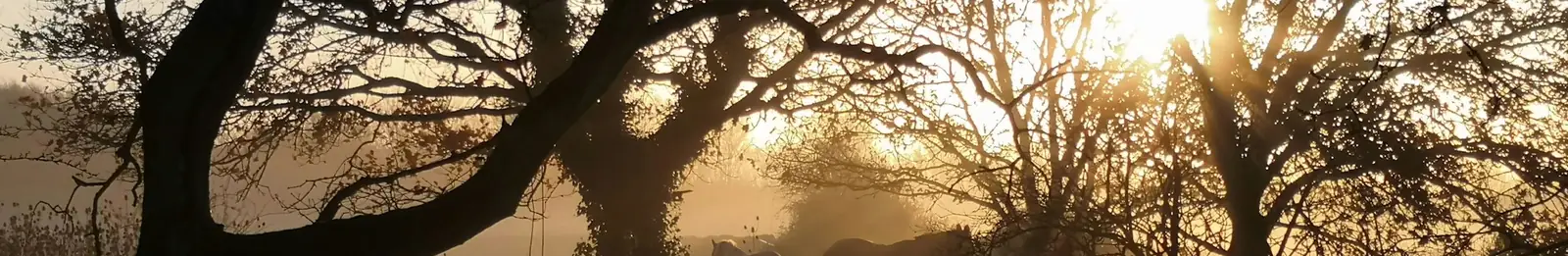 Siluetas de árboles con el sol saliendo entre la bruma