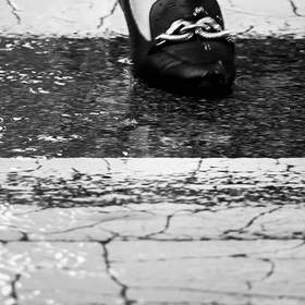 Mocasín negro sobre un paso peatonal mojado, en blanco y negro