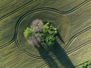 Vista aérea de un campo con un anillo de árboles