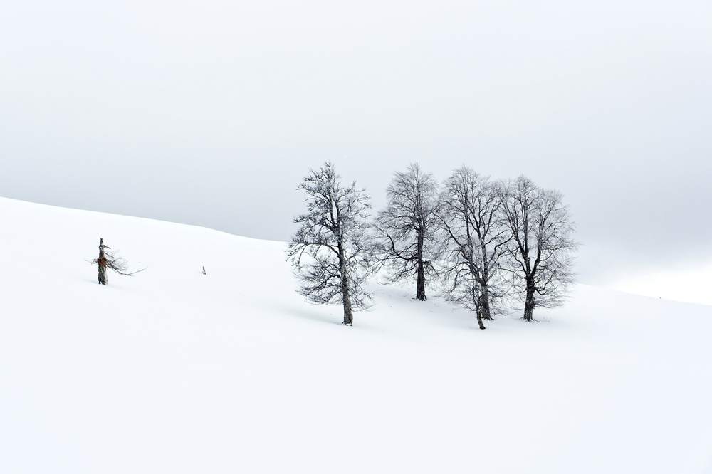Cuatro árboles sin hojas sobre una ladera cubierta de nieve