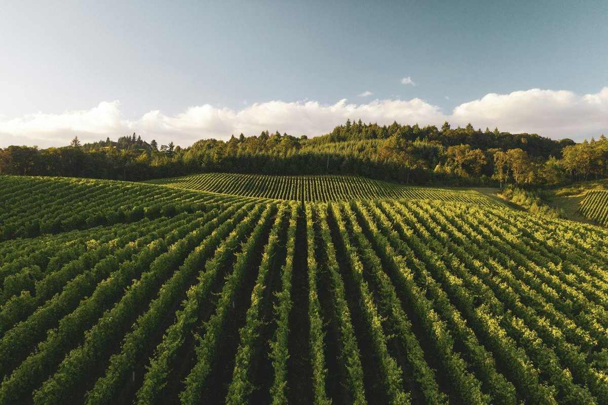 Viñedo ondulado con hileras verdes bajo un cielo con nubes