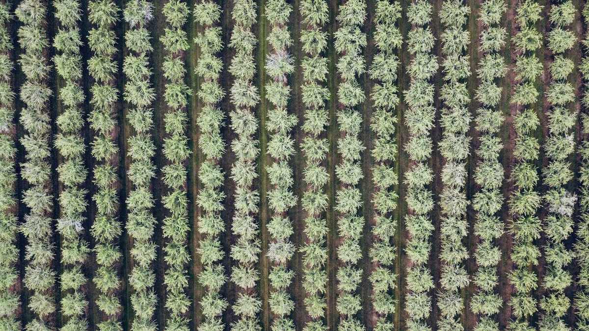 Vista aérea de hileras de cultivo en verde y negro