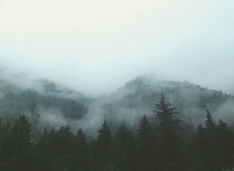 Cerros con bosque cubierto de niebla clara